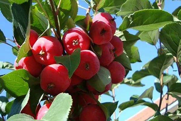 蔷薇科水果是什么,蔷薇亚科著名水果
