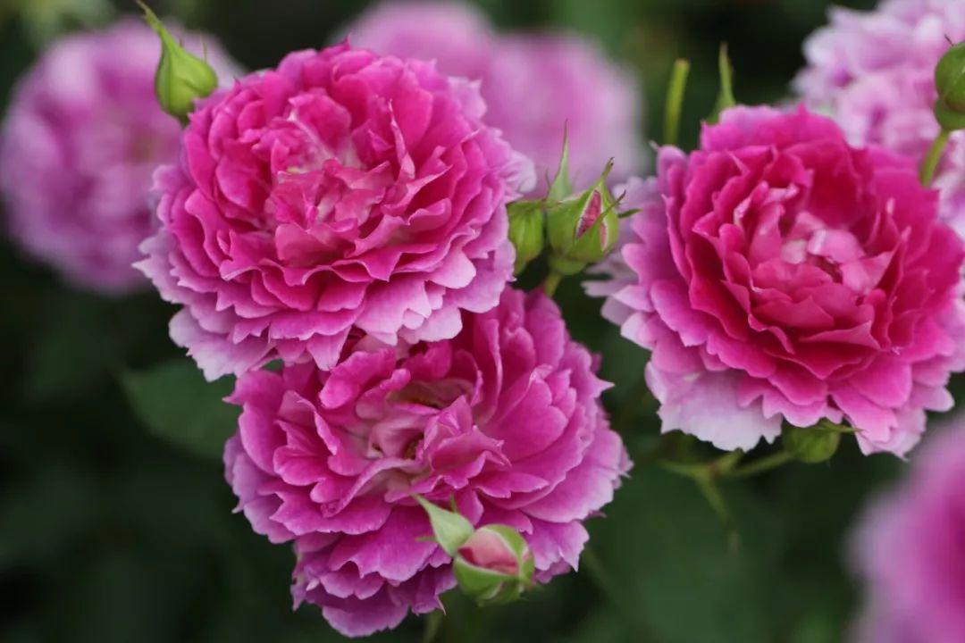 最值得养的大花微月,微月最耐寒好养的品种有哪些