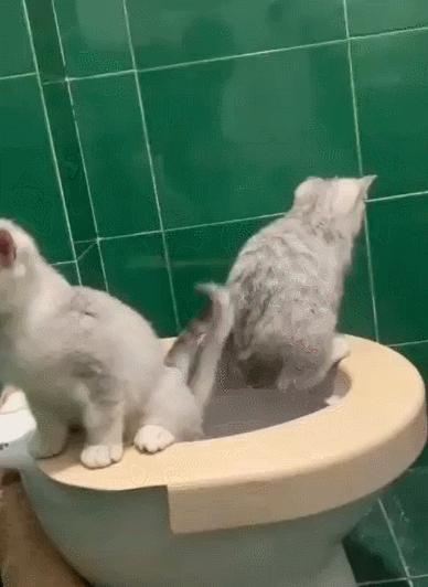 公鸡：他们在做啥午餐？猫：你老婆炖土豆