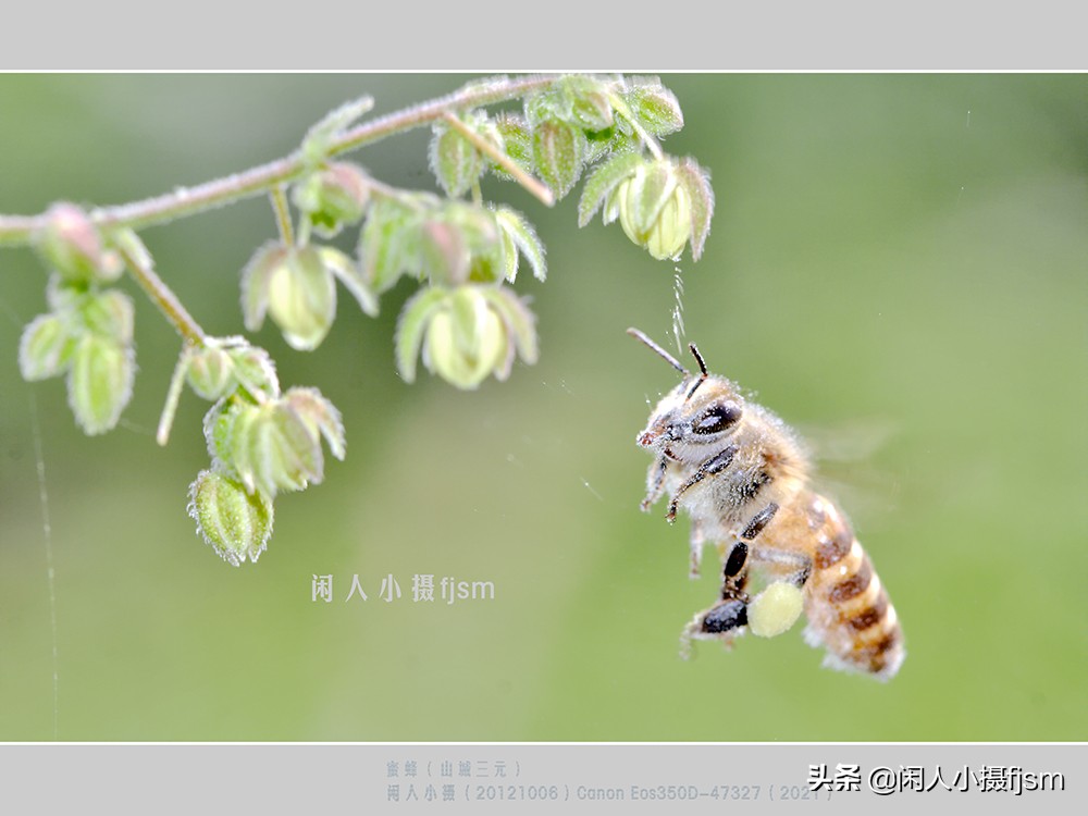 近距离拍摄昆虫小动物,常见昆虫微距摄影活动