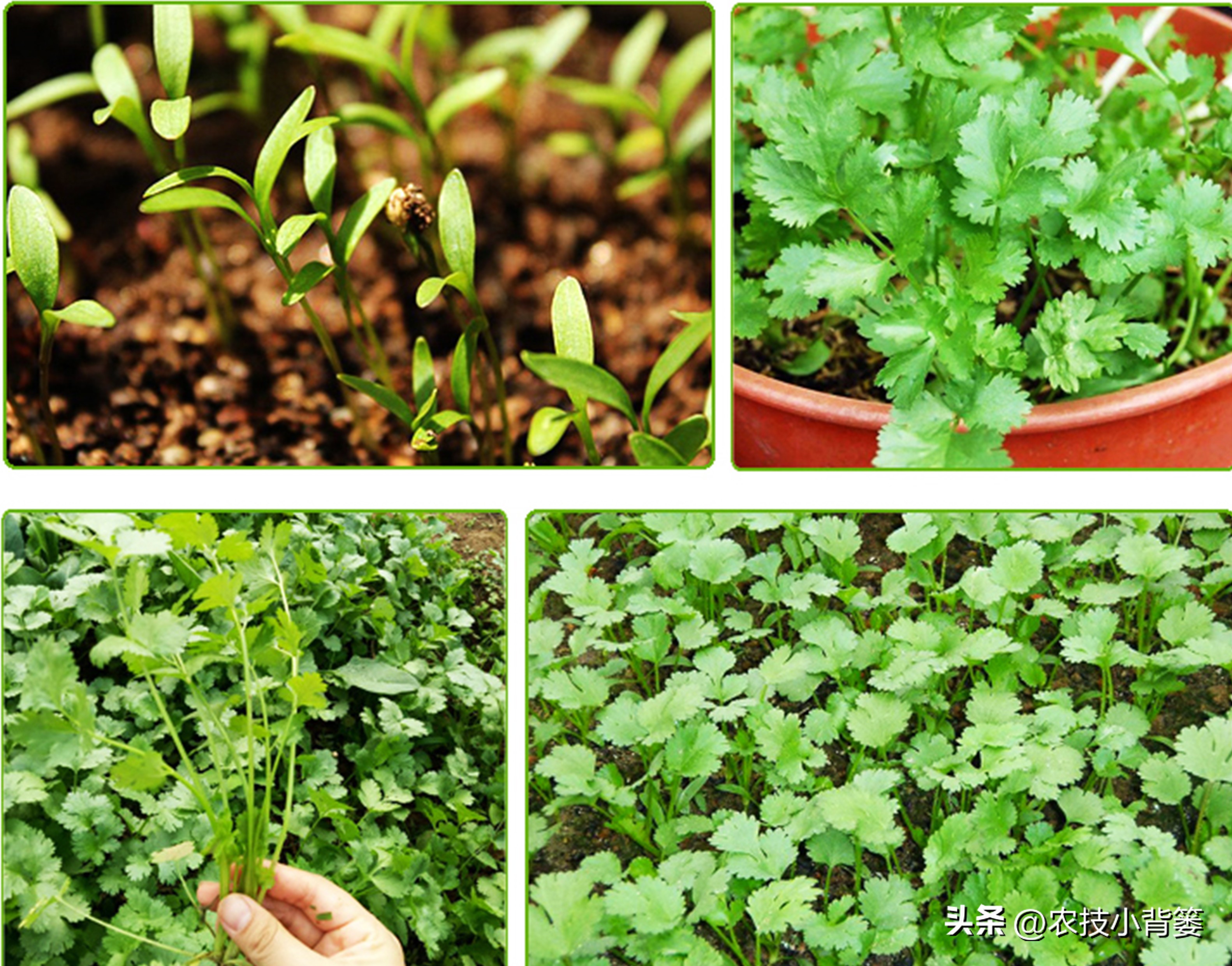 香菜怎样种植出苗快产量高,秋季大棚种植香菜技术