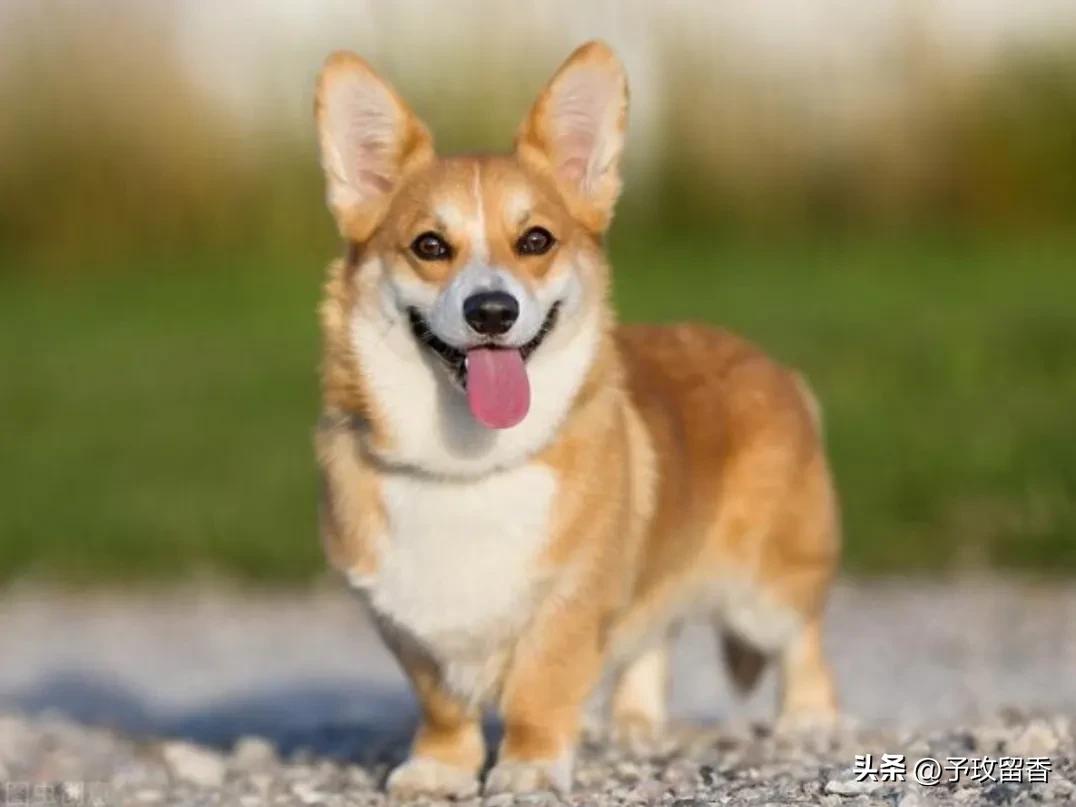 狗的种类常见宠物狗的品种及特点,宠物狗种类及特点