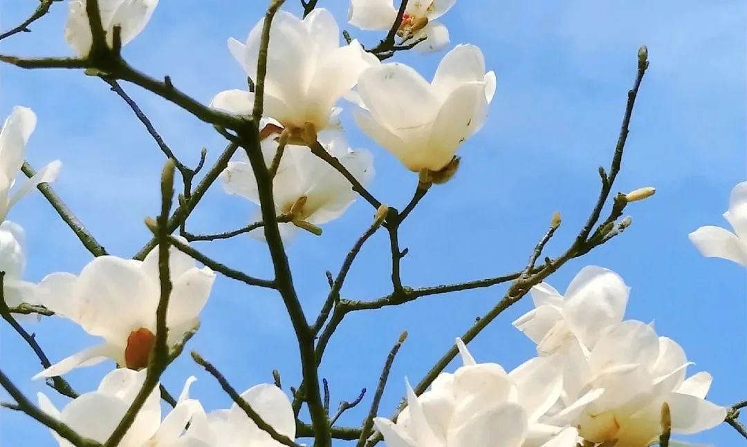 遵节循气|*光春**为礼,花开为信