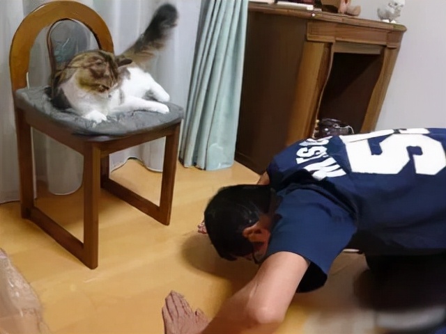 猫咪骗水喝的办法,猫咪骗水神器视频大全