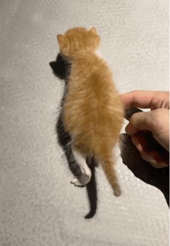 奶猫腹部稍硬就是要排便,奶猫体检