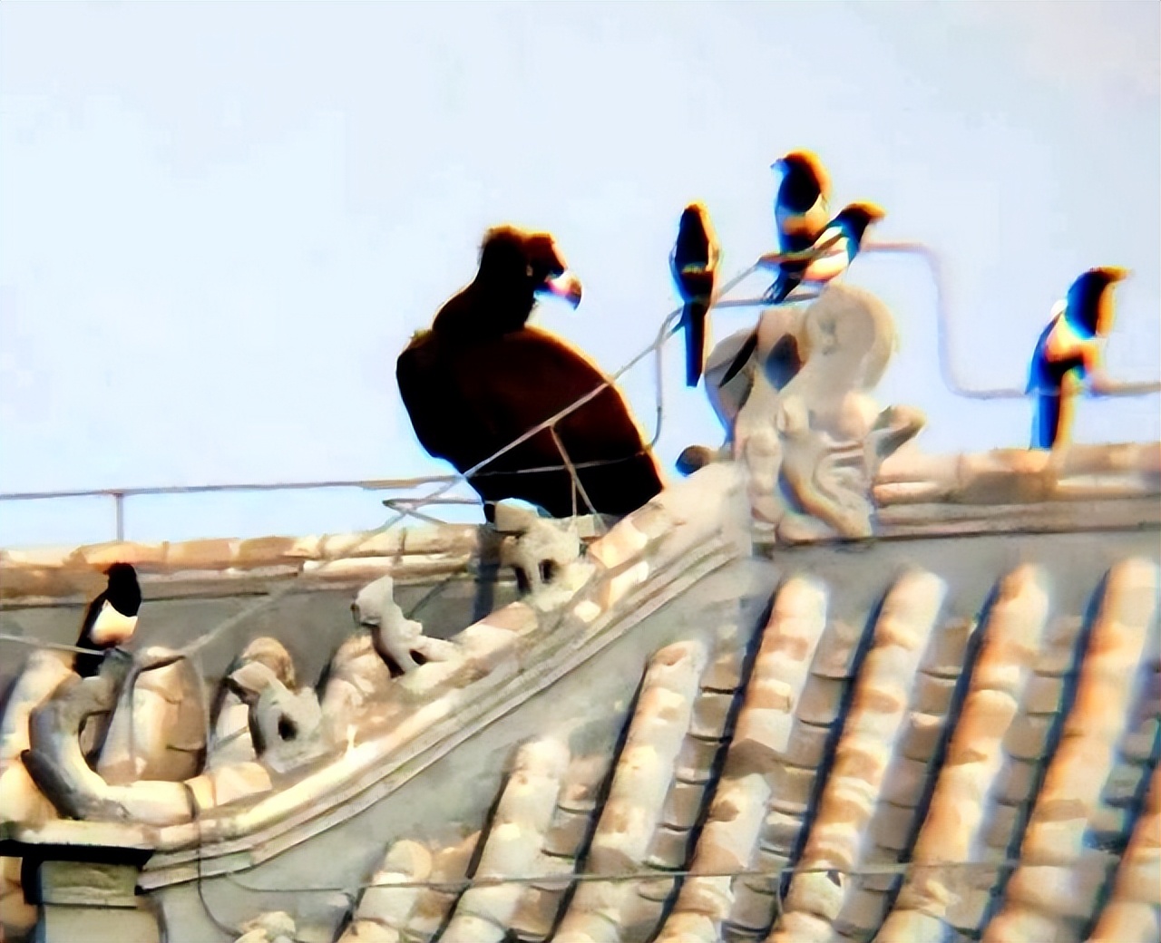 河北出现大鸟喜鹊追随,河北上空惊现大鸟原视频