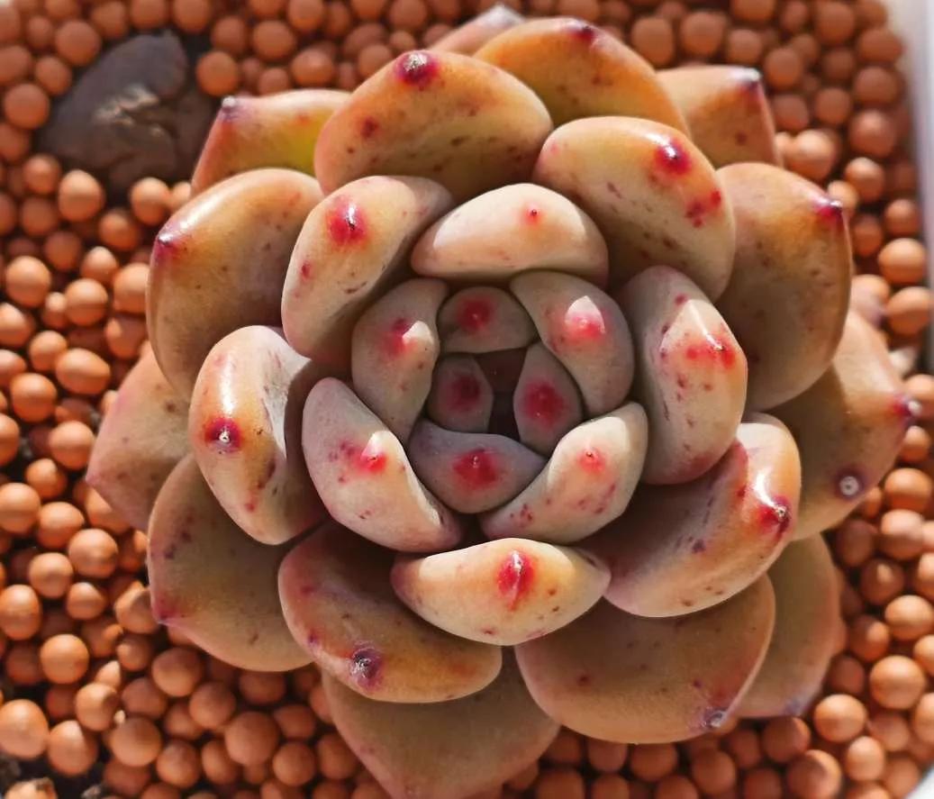 认识各种花的花名,认识各种花的名称