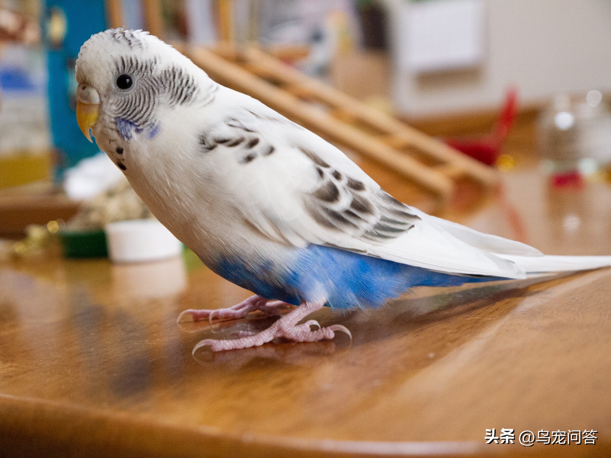 虎皮鹦鹉卫生问题,虎皮鹦鹉常见10个品种图鉴带大图