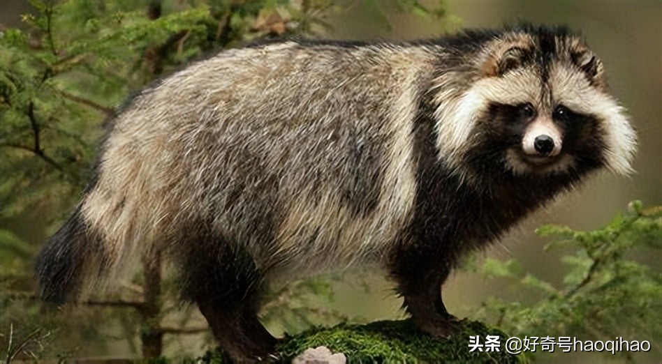 毁童年!干脆面上印的竟然不是小浣熊?