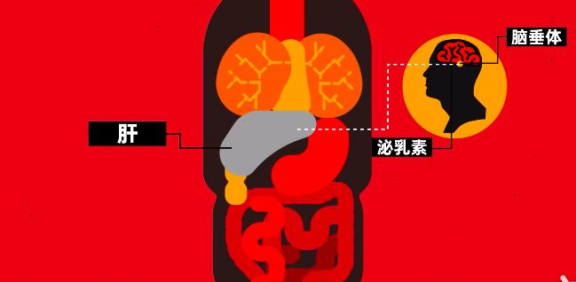 男性的乳房为何在进化中消失,男性为什么进化出喉结