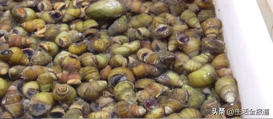 明前螺蛳赛鹅肉,明前螺蛳赛鹅肉下一句