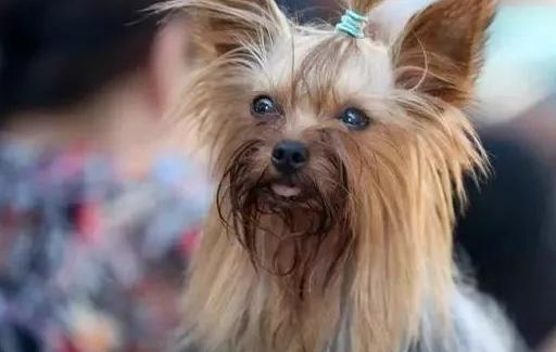 宠物饲养的历史及现状,宠物狗养殖内幕