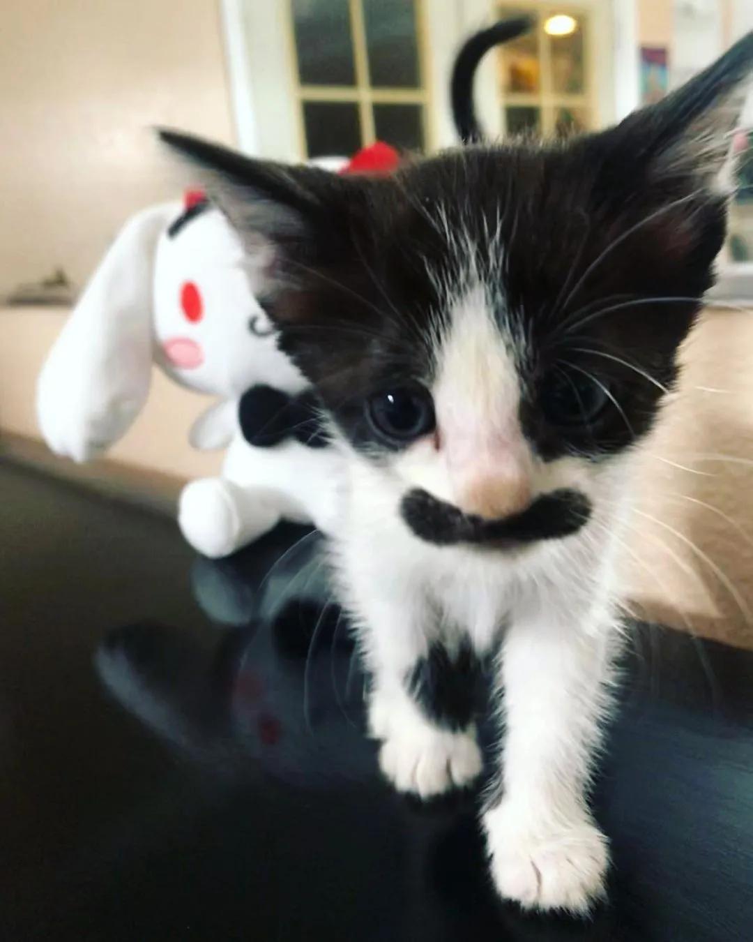 因为长了嘴一字胡，奶牛猫无人领养，却因祸得福成了网红