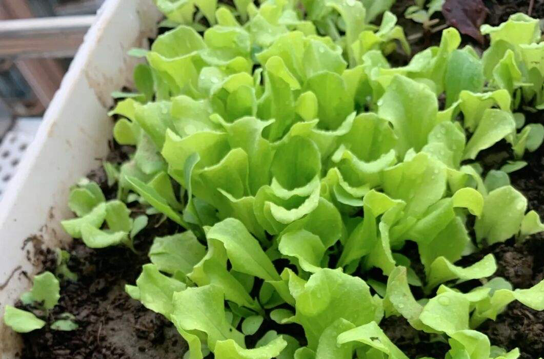 3种蔬菜,种快速生长的青菜的方法和步骤