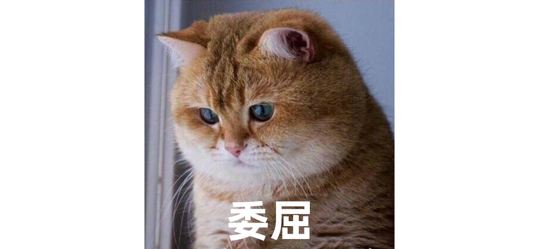 猫砂甲醛排行,纯福猫砂甲醛超标