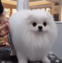 博美有泪痕处理方法,博美有泪痕怎么除掉