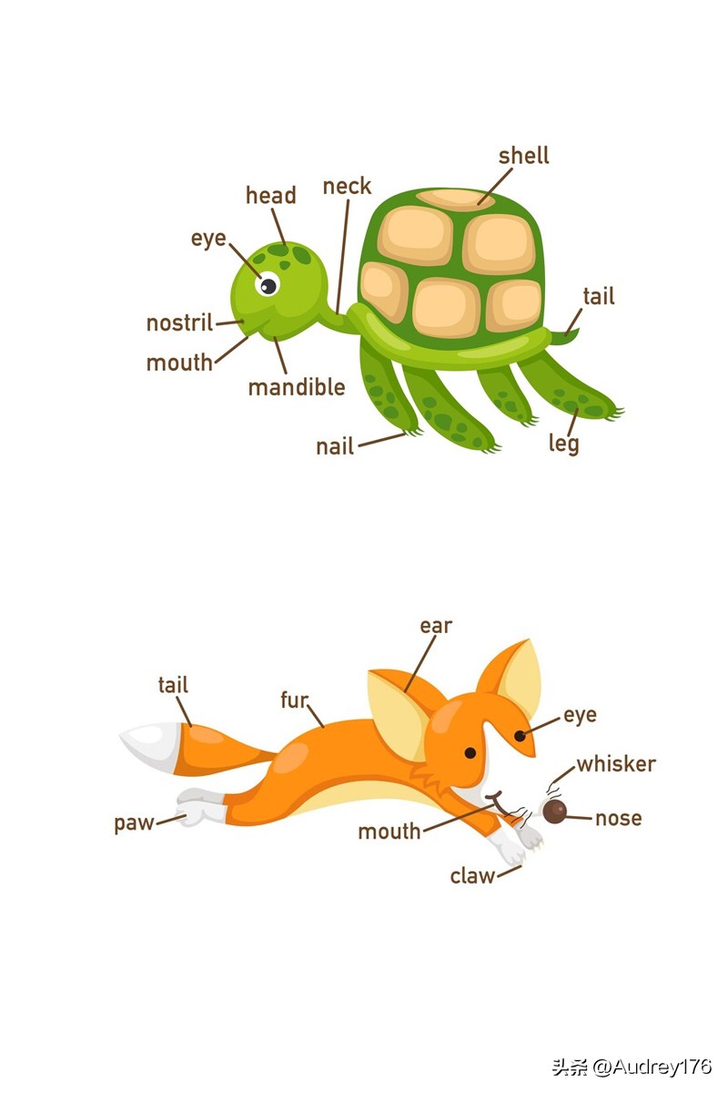 动物身体英语单词,动物身体部位英语