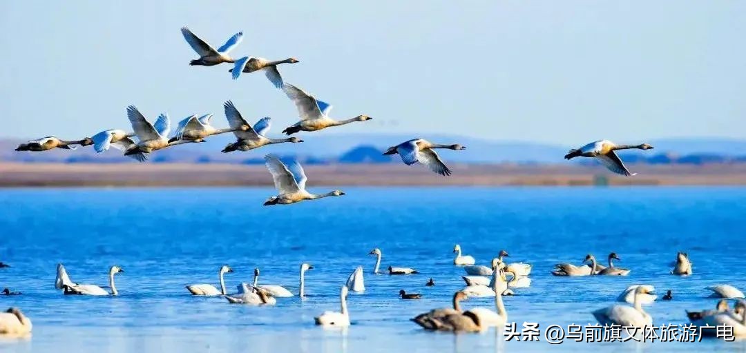 【原创歌曲・微视频】两个打造——唯富黄河几字湾