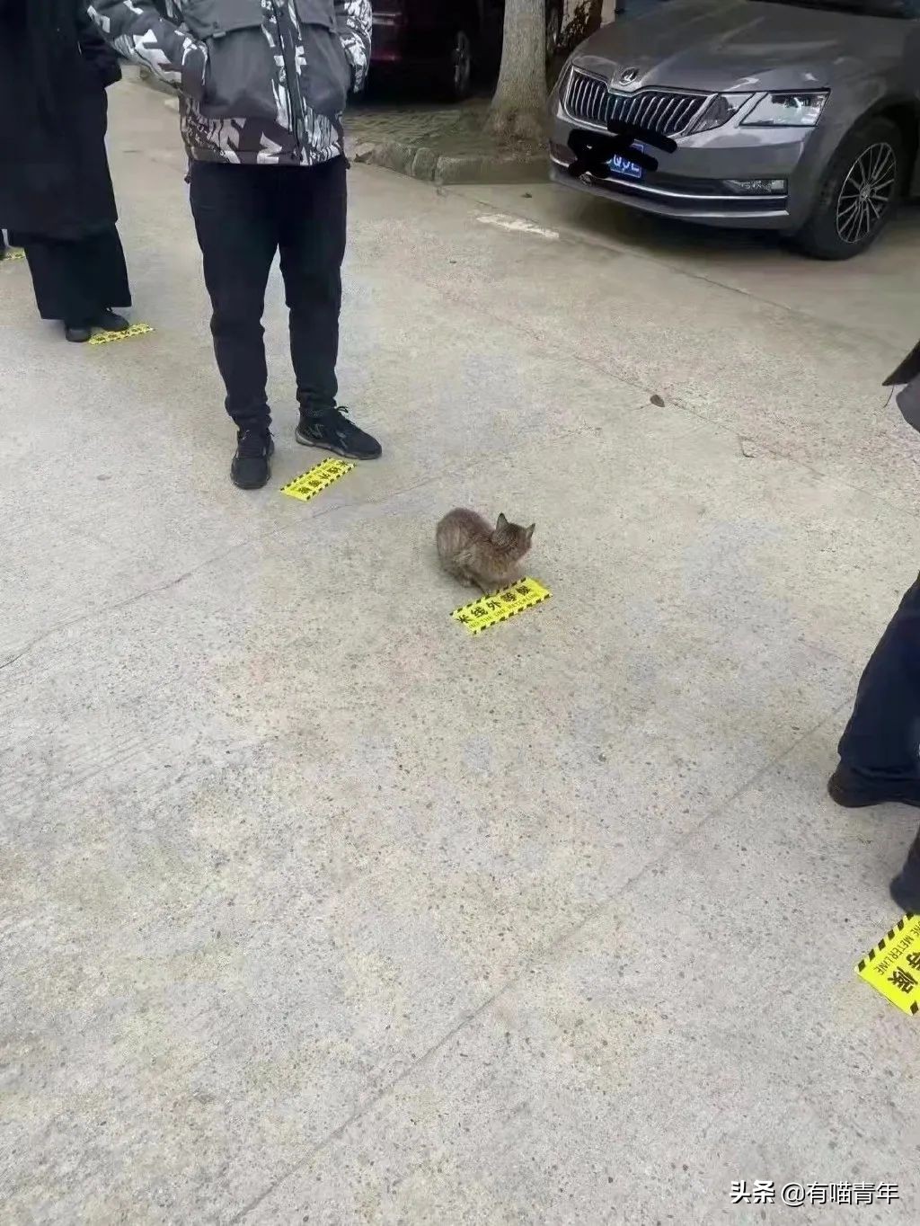 猫做核酸了么,猫核酸检测有必要做吗