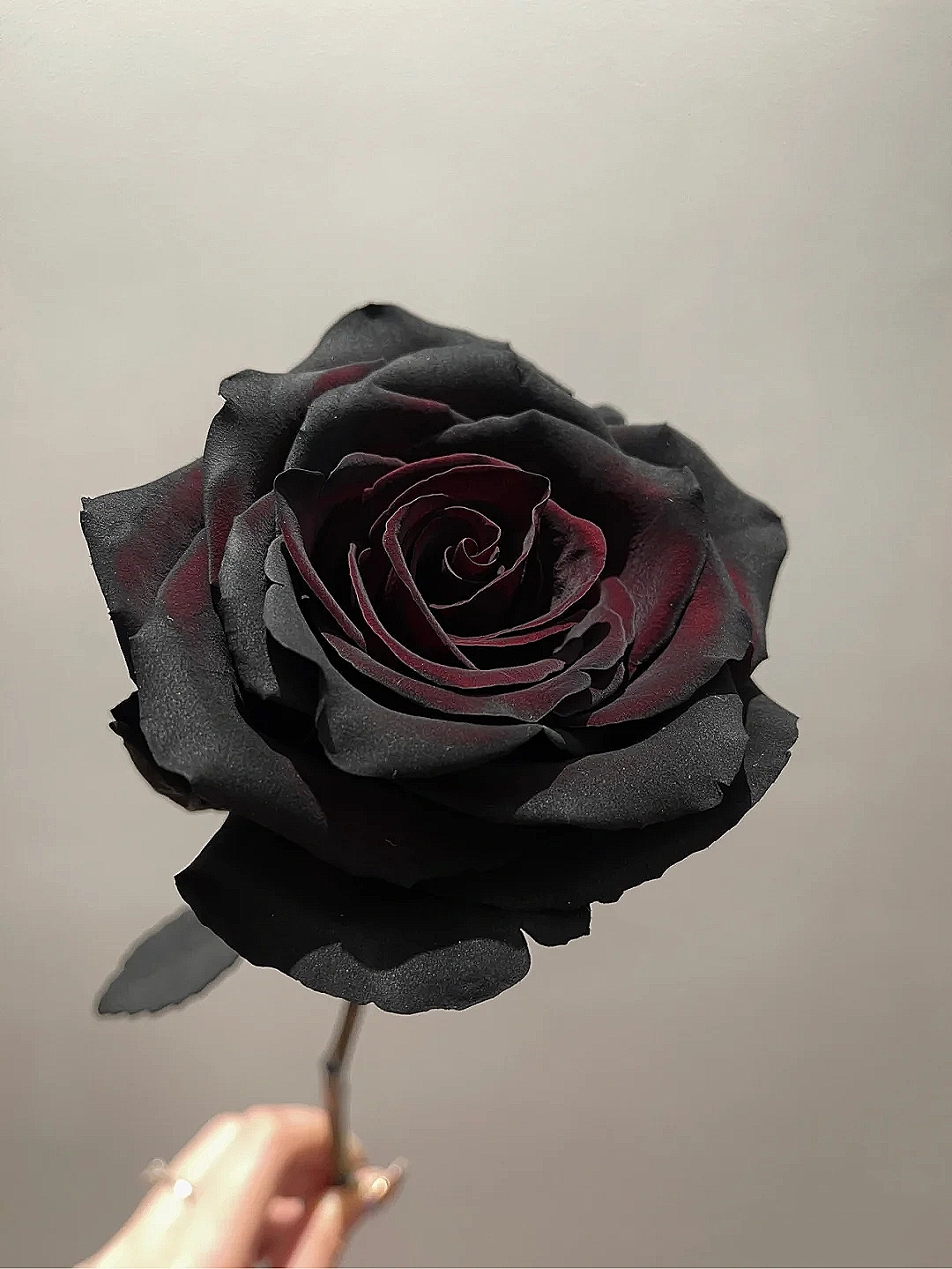 花艺教程花材打理知识,花艺教程常用花材及叶材有哪些