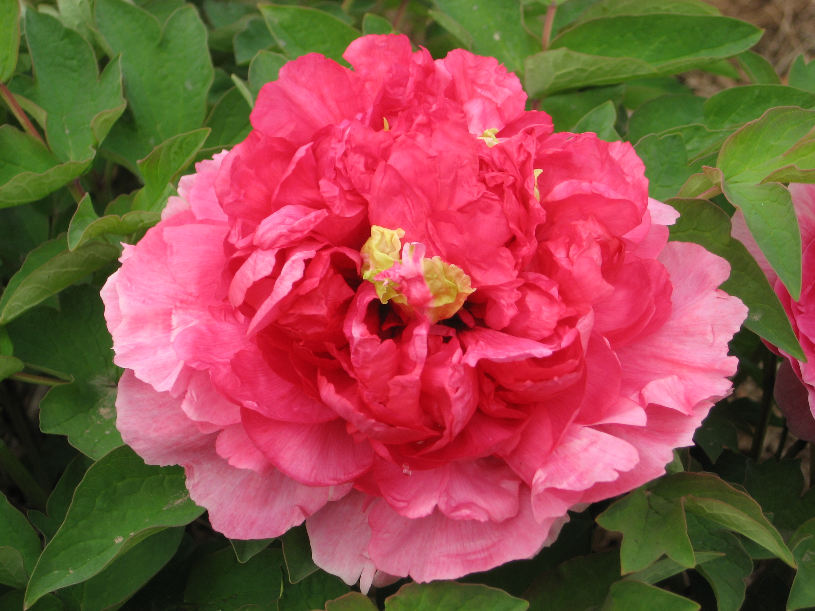 欣赏牡丹花开视频,牡丹各品种的花芽