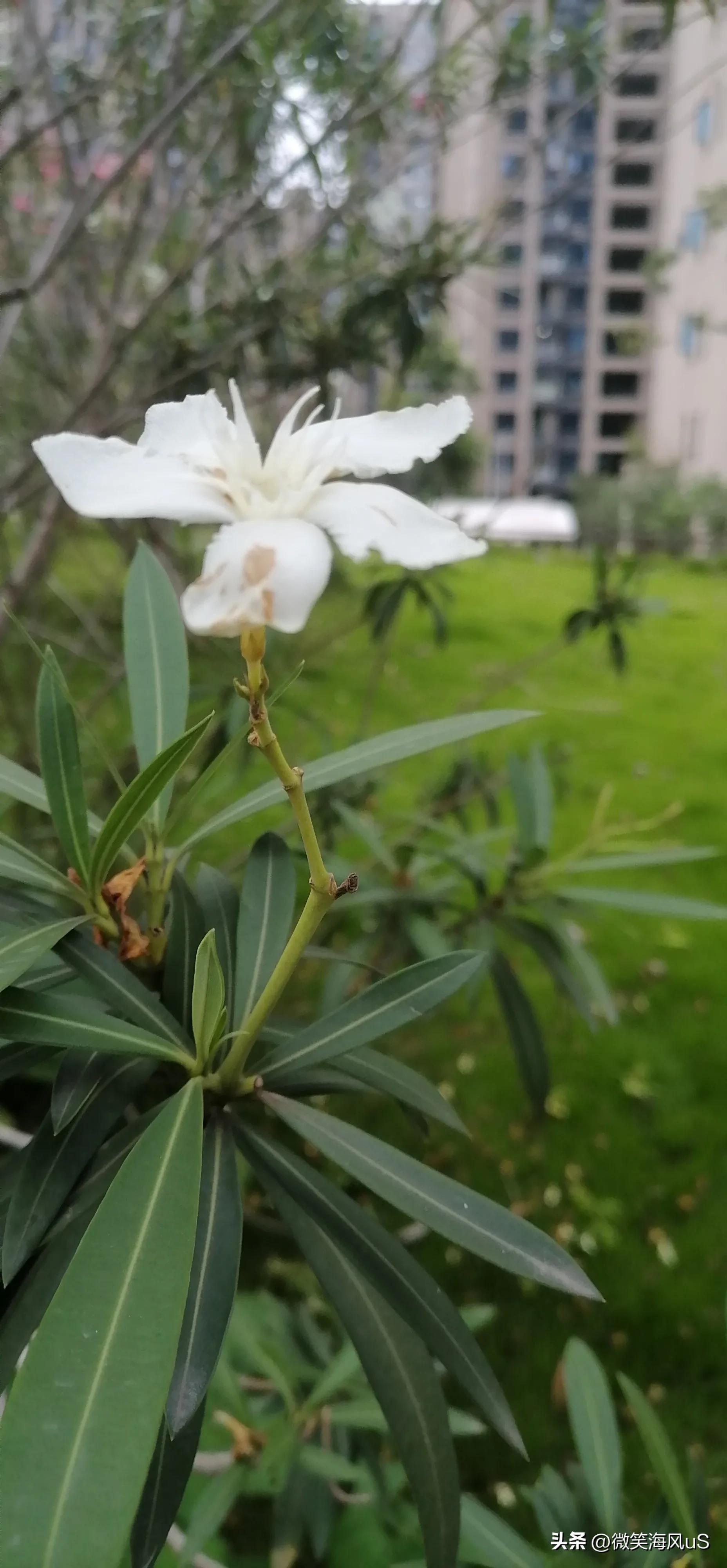 夹竹桃作品图片大全,夹竹桃花小说