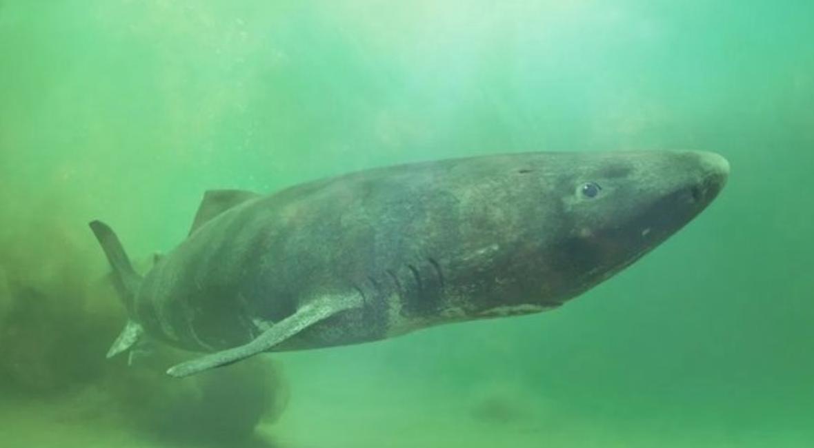 世界上有超自然生物吗,世界上真的有超自然的存在吗