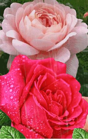 玫瑰花绝美头像,绝美玫瑰花图片