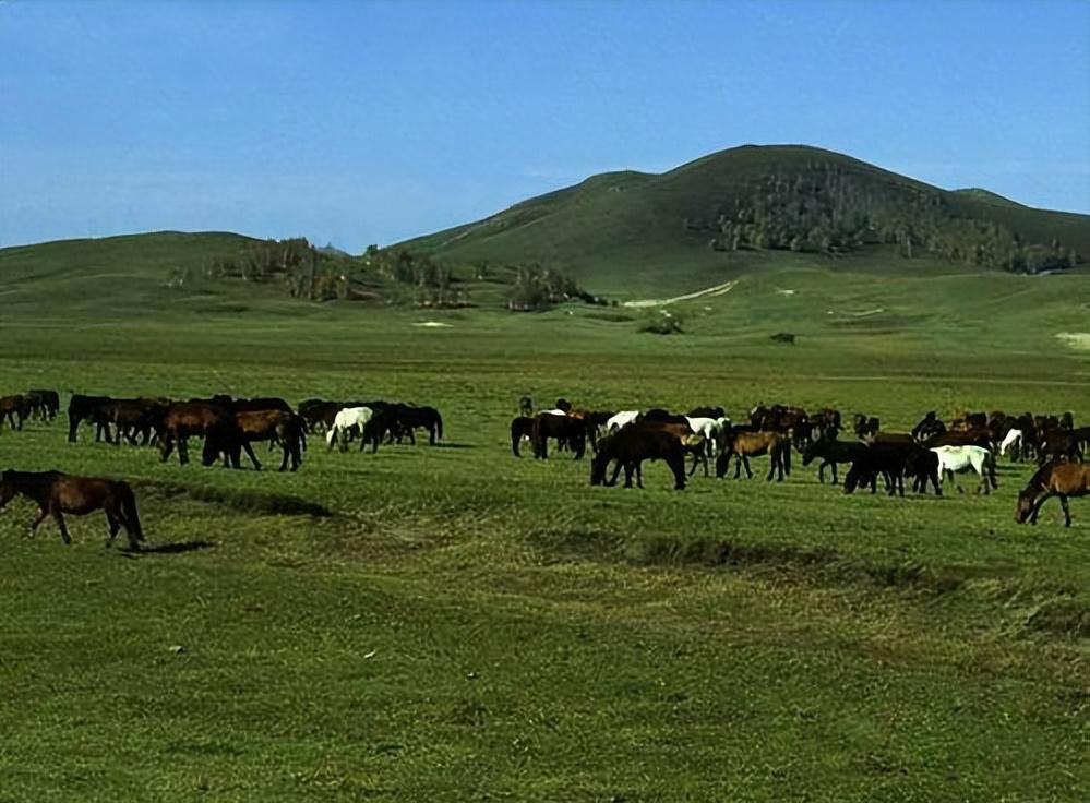 潘帕斯雄鹰最佳反击世界杯决赛,世界杯高卢雄鸡对红魔