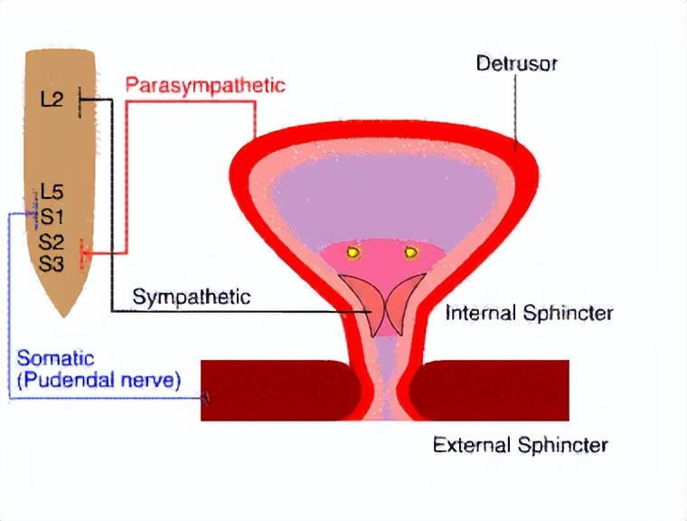 阴部神经电针刺激联合盆底肌锻炼治疗前列腺癌术后尿*禁失**