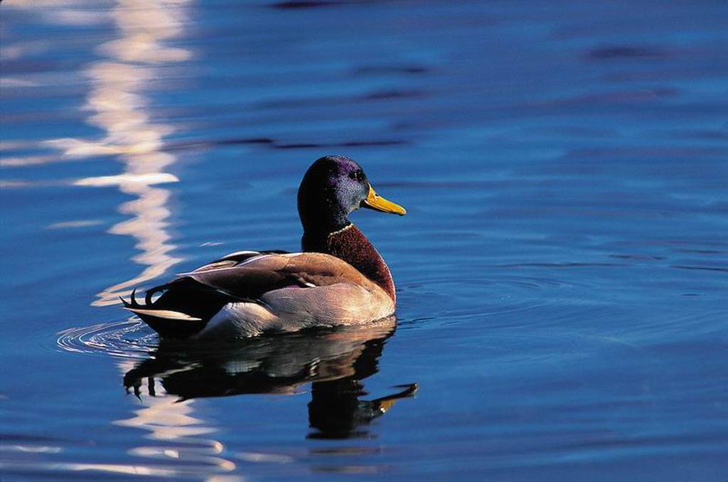鸭子拉绿色稀粪用什么药治疗,鸭子拉白稀粪怎么喂药