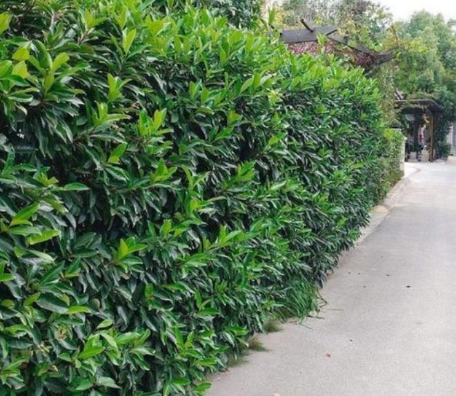 庭院绿化树种什么最好,适合庭院种植的常绿树种