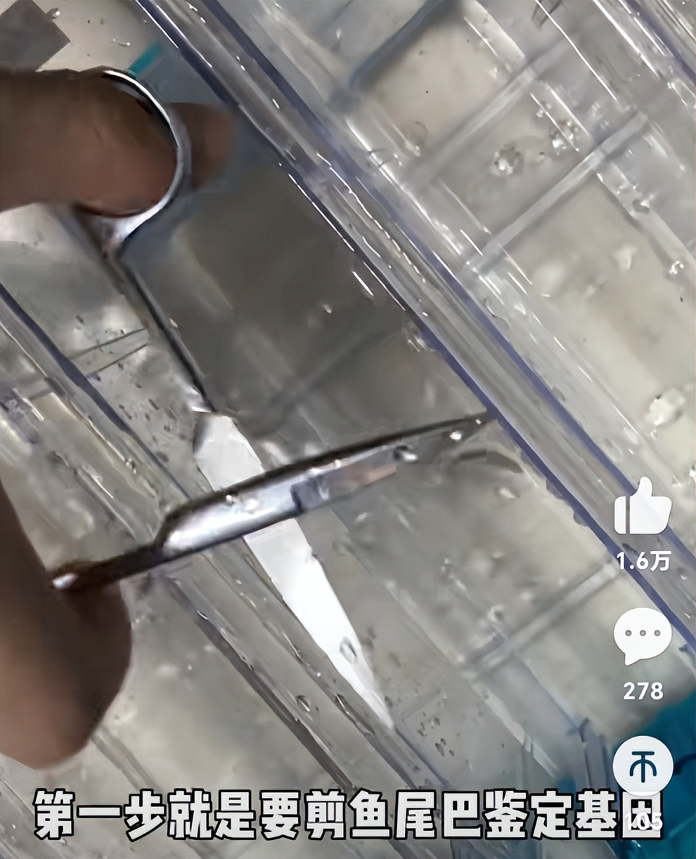 靠养鱼火了的985硕士，居然是《最强大脑》的隐藏黑马？