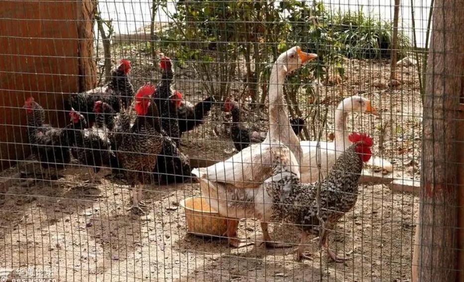 售卖活体家禽需要什么证件,家禽检疫出厂证明是免费开吗