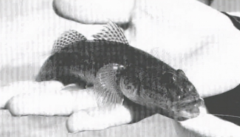 海钓新手油光鱼又名黄鳍刺鰕虎鱼「日本专业海钓入门投钓书籍」