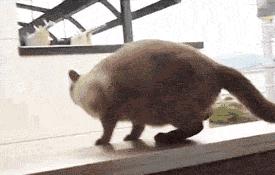 猫中二哈还真的与众不同,网友称为猫中二哈指的是什么猫