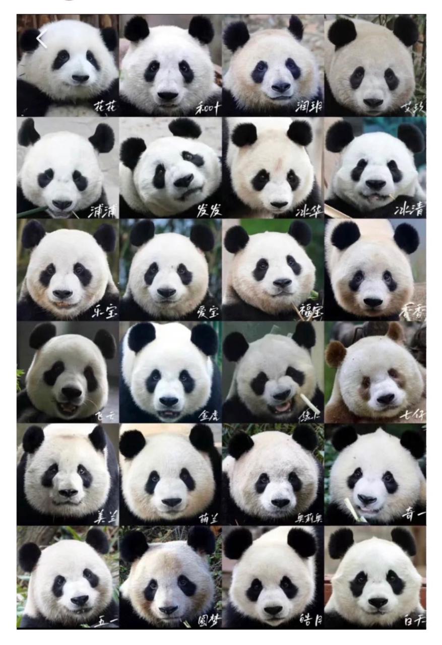 熊猫界顶流盘点,熊猫界十大顶流