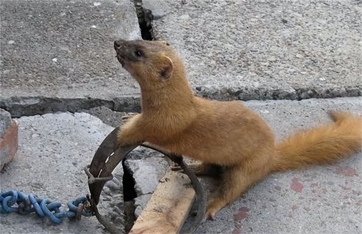 黄鼠狼为什么不能叫黄鼠狼,黄鼠狼到底有没有科学依据