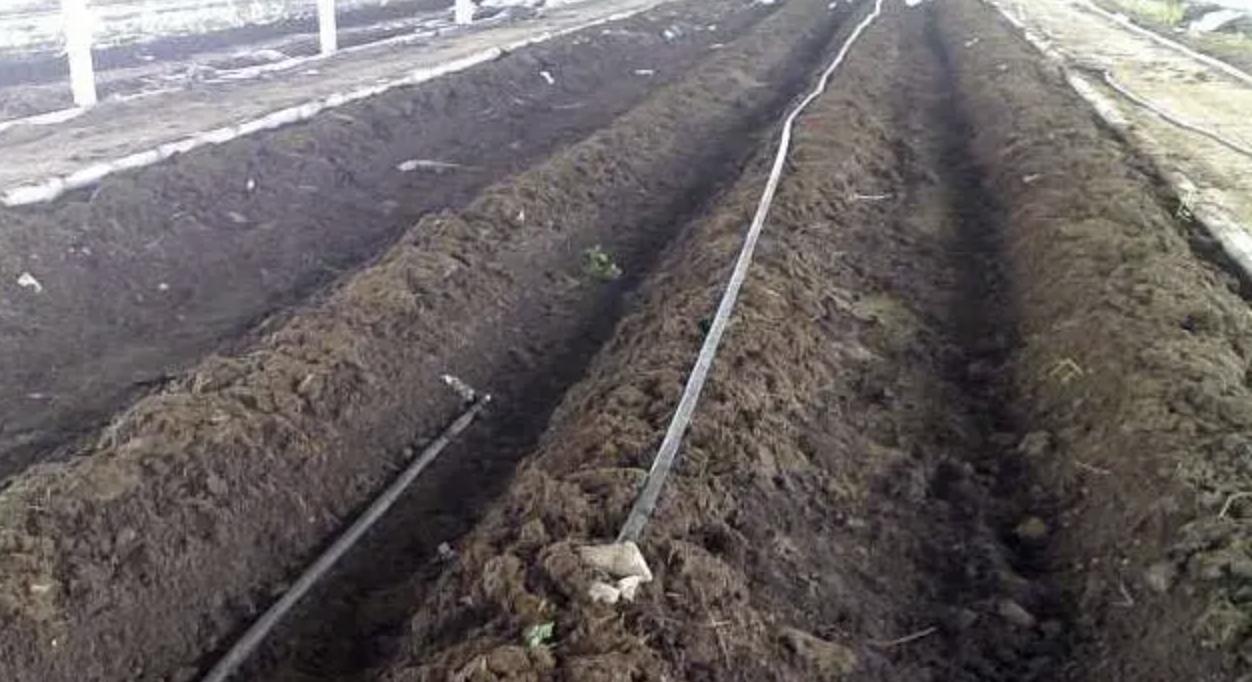 蚯蚓养殖过程及注意事项,蚯蚓养殖需要技术吗