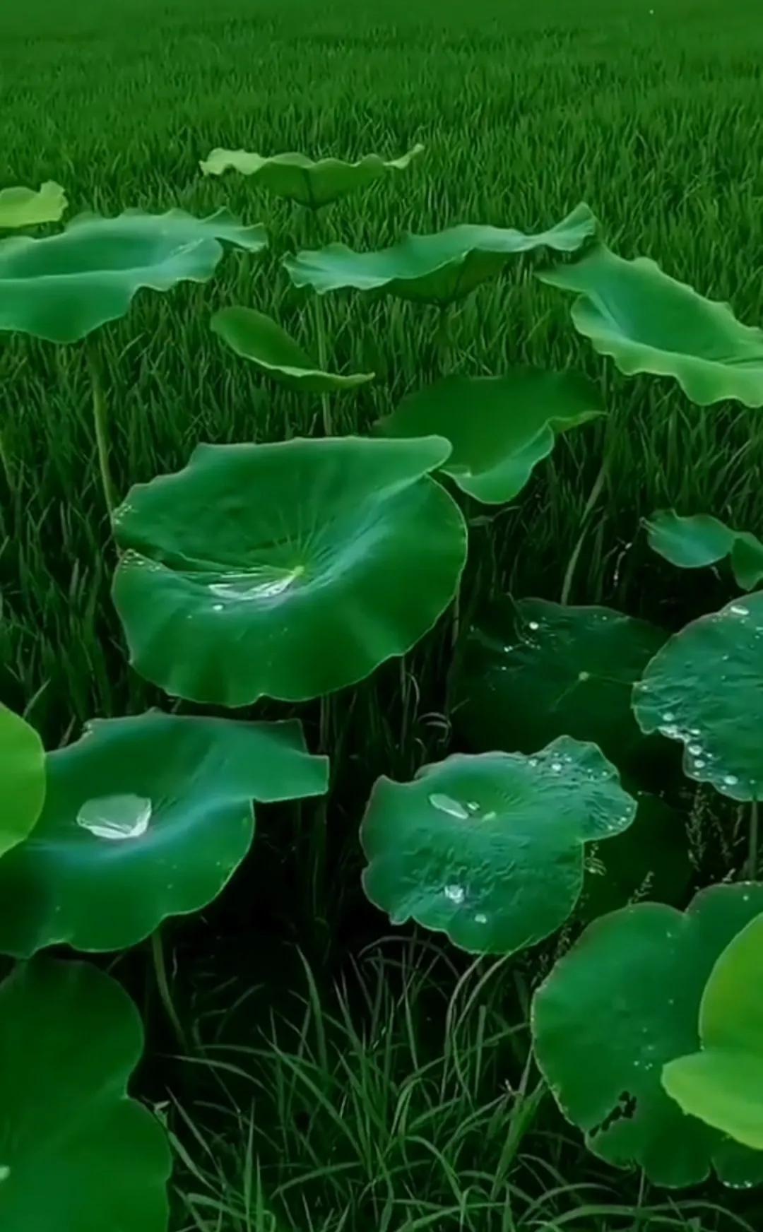 理想中的夏天都是这样的,古往今来描写夏天的诗句