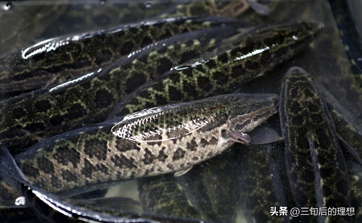人工饲料和野生杂鱼,人工混合鱼饲料配方
