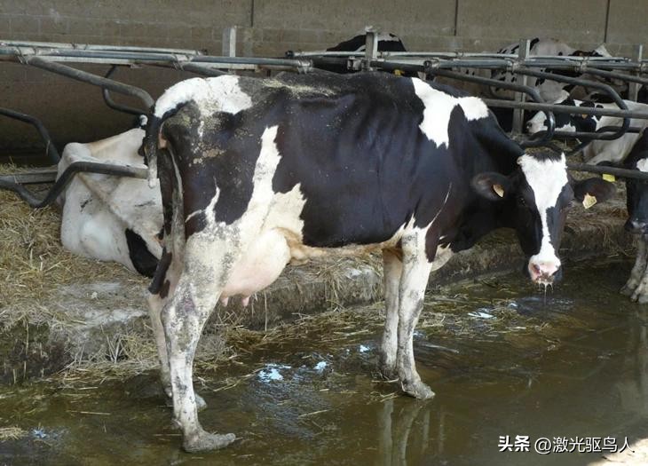 奶牛高效养殖和疾病技术指南,奶牛的科学饲养与疾病防治总结