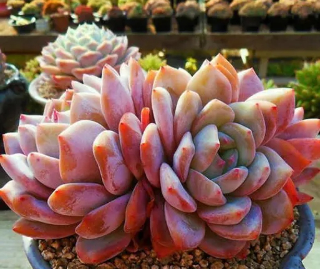 家里的多肉都开花啦,家中的多肉开花啦