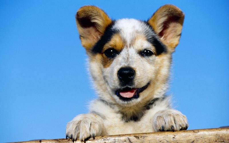 当你在你家狗面前学狗叫,当你在狗狗面前学狗叫