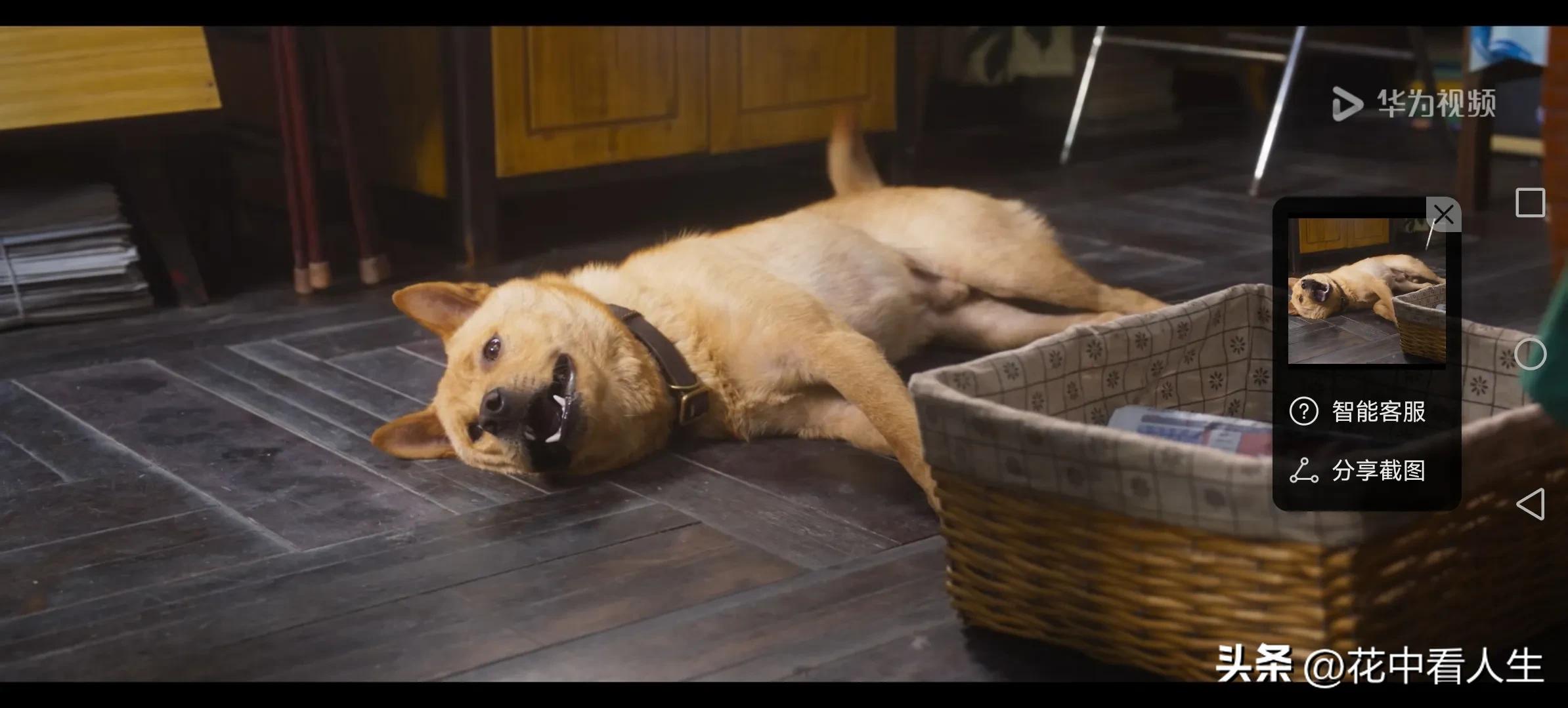 一人一狗的经典故事,一人一狗的故事完整版