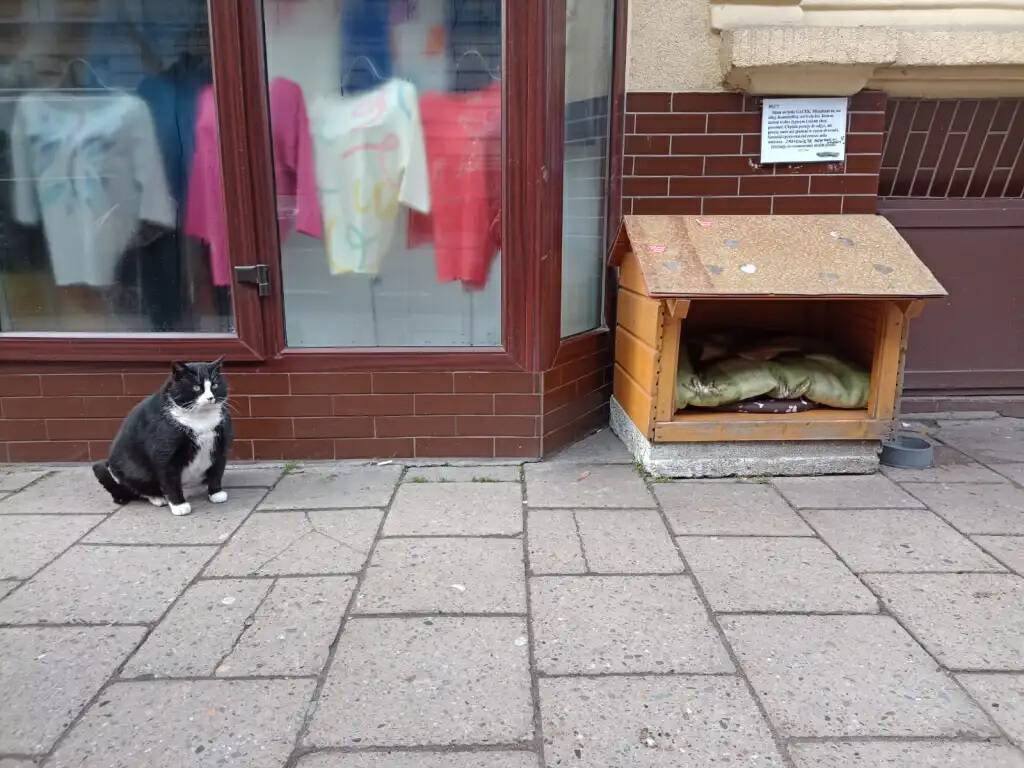 一只流浪的肥猫,波兰一流浪猫成5星旅游景点