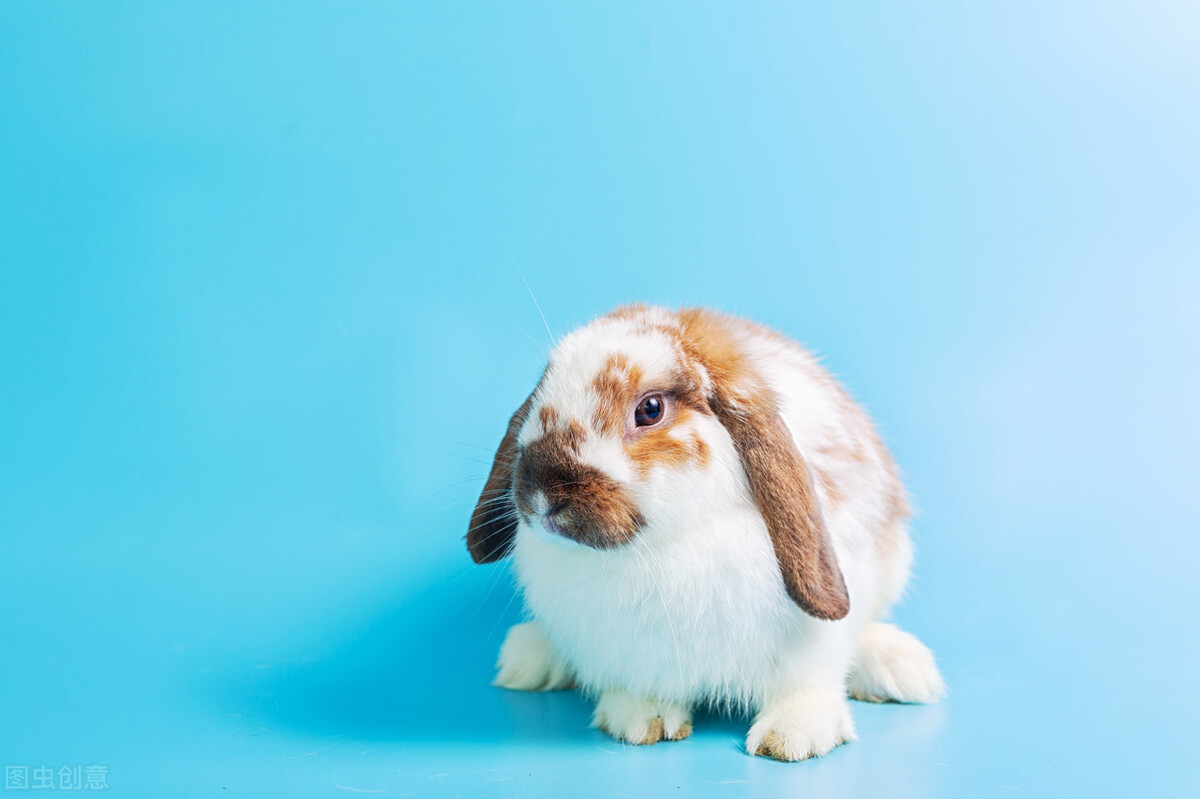 兔子总打喷嚏用什么药,兔子打喷嚏的治疗方法