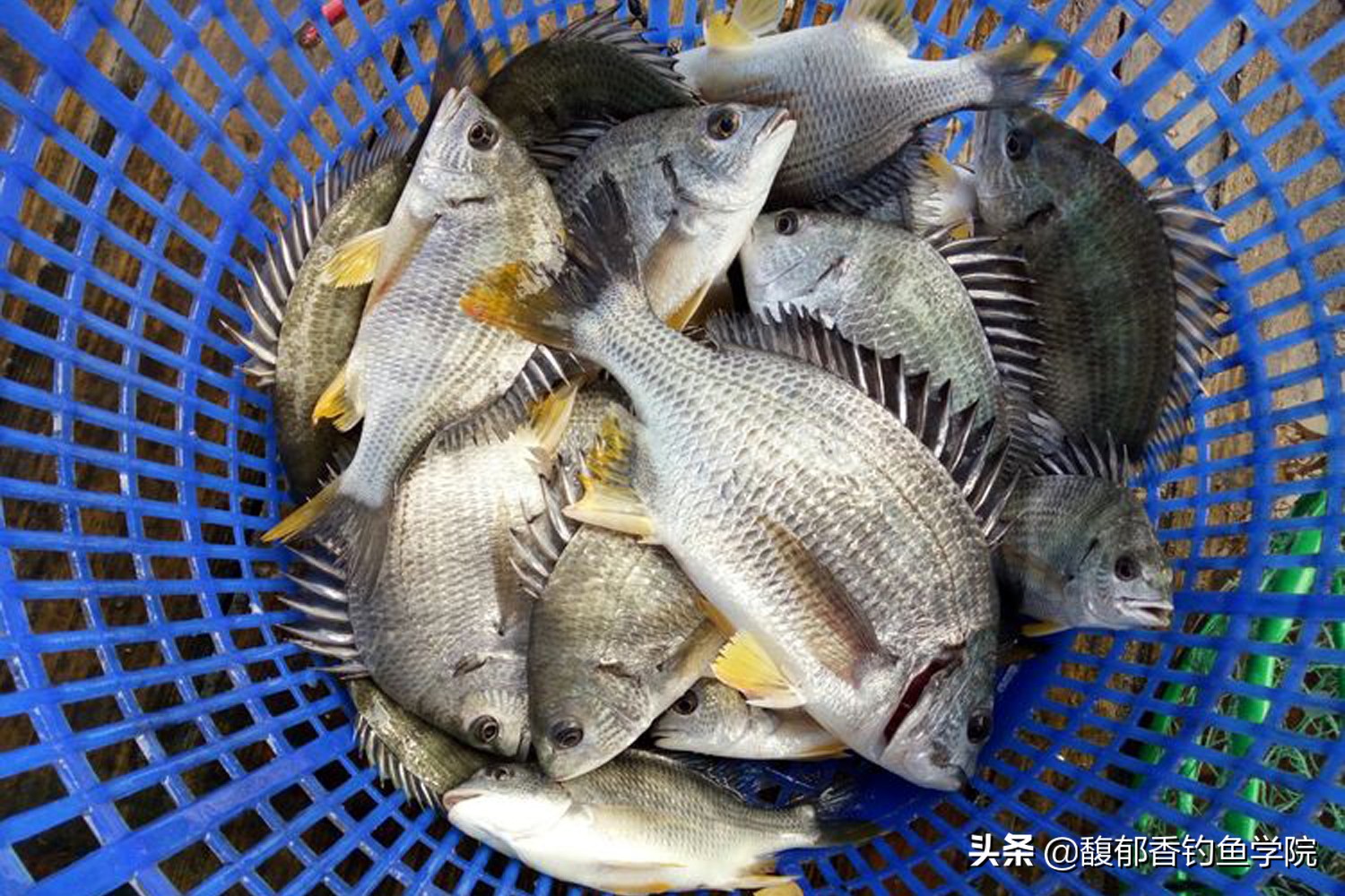 钓海鱼的正确方法10种,钓海鱼用什么饵最有效