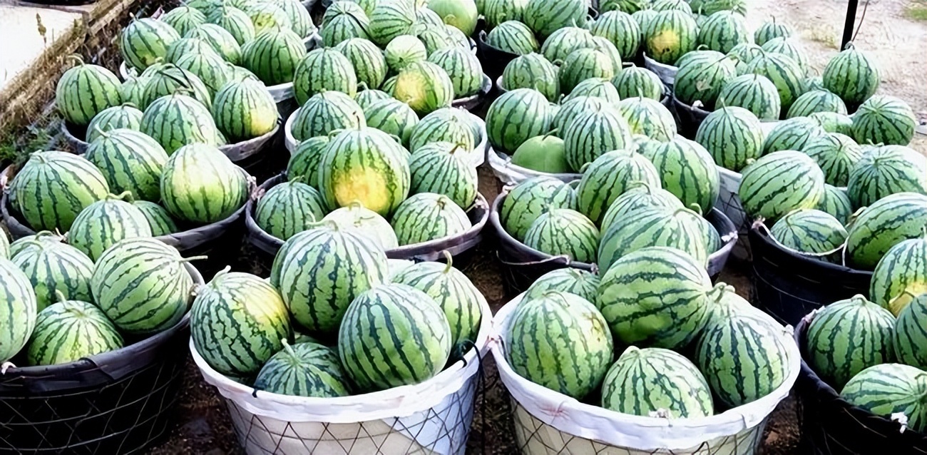 镇远县都坪镇:西瓜上市丰收乐甜蜜一夏“钱”景好