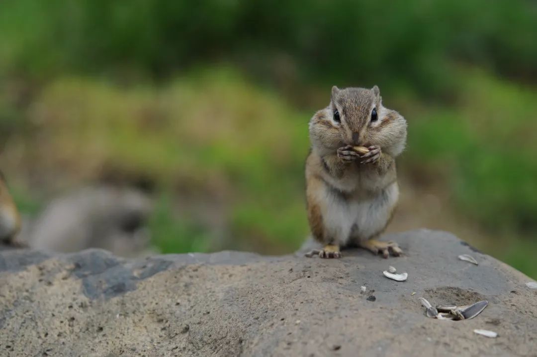 尼康数码单反发展史,尼康历代单反黄金年代